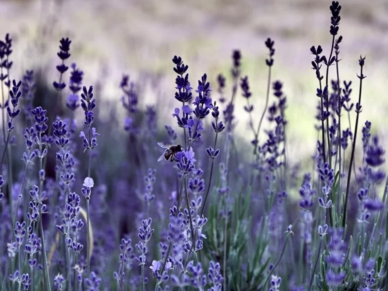 Flori de lavanda