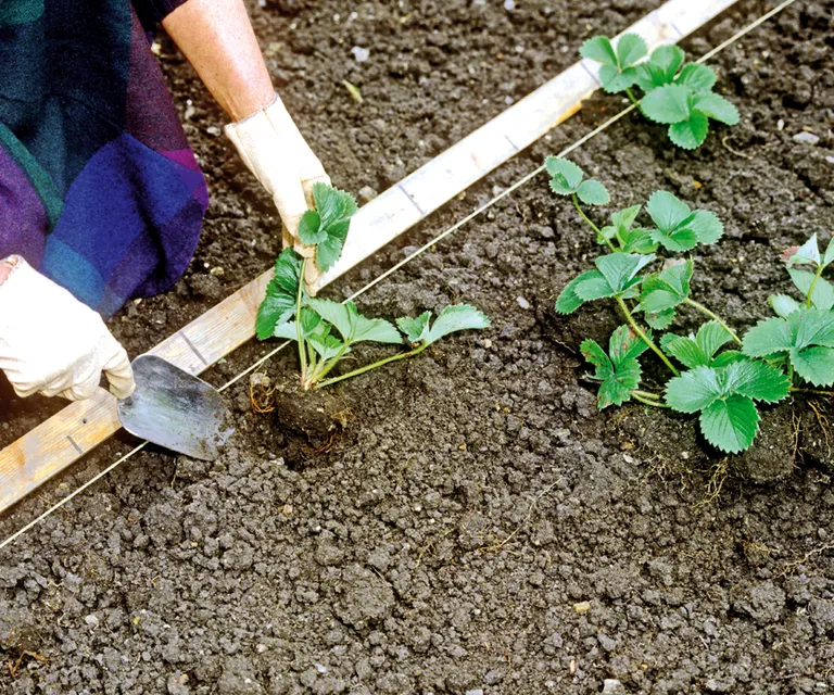 căpșuni plantare