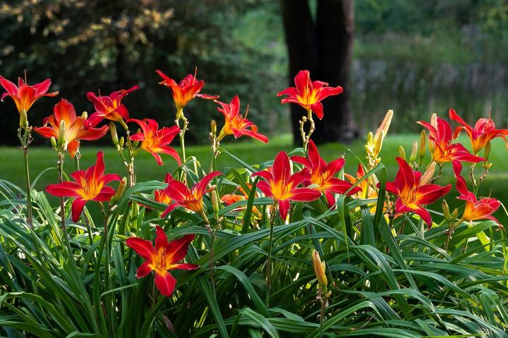 crinul de o zi daylily