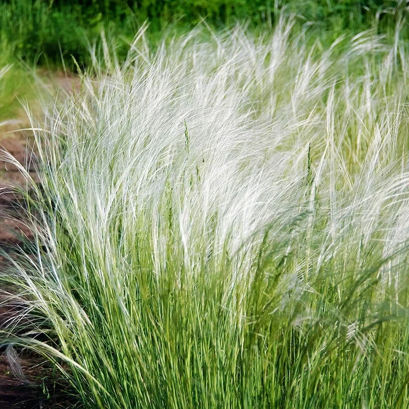 Iarba de Pampas