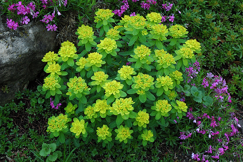 spurge planta