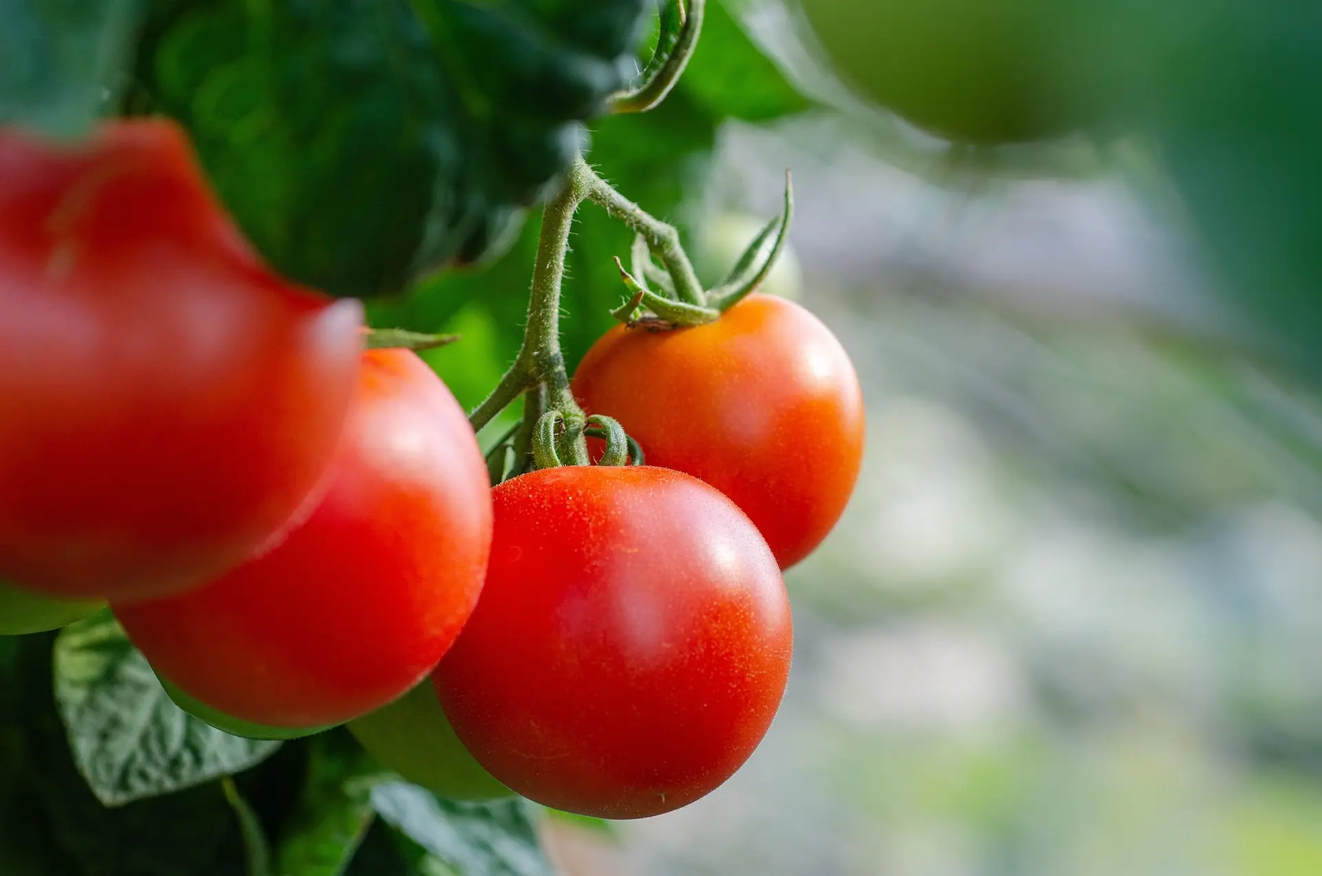 Fertilizare tomate