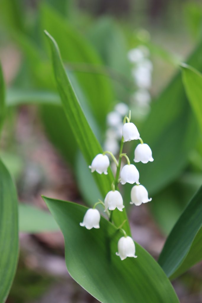 floare toxica aprilie