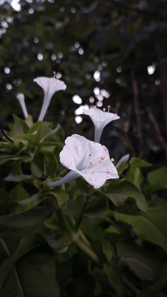 floare toxica iulie