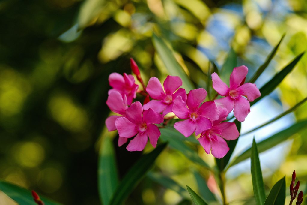 floare toxica iunie