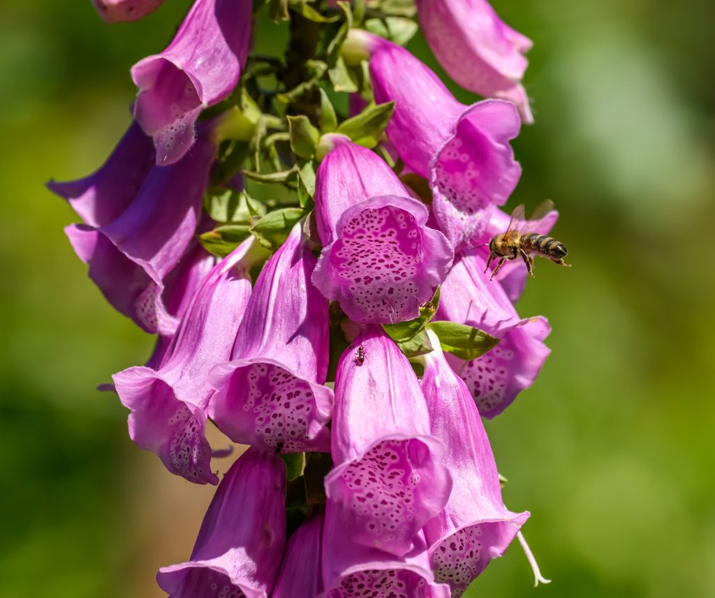 floare toxica mai