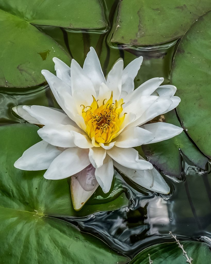 floare toxica noiembrie