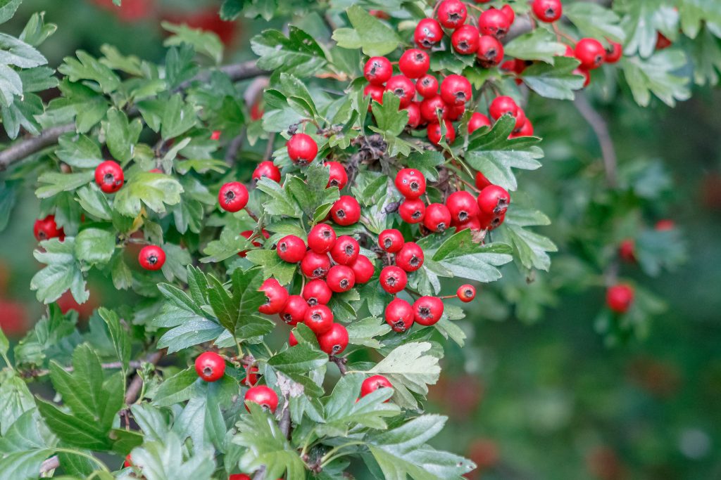Paducel